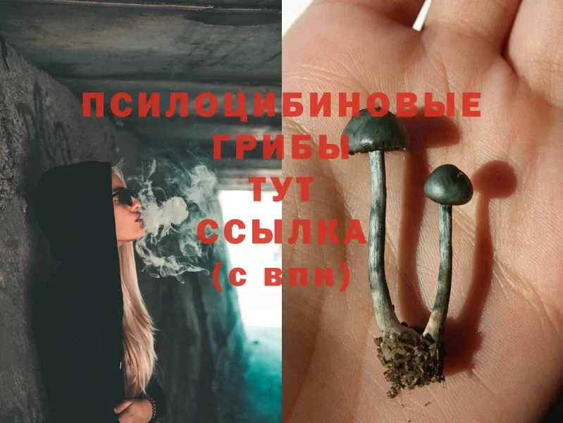 наркотики  Белая Калитва  Псилоцибиновые грибы Cubensis 